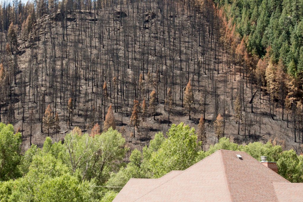 Burned trees and home defended by wildfire